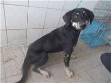 【待認養】混種犬 狗 (男生) - 南投縣公立動物收容所