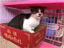 【待認養】混種貓 貓 (男生) - 臺北市動物之家