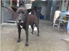 【待認養】混種犬 狗 (男生) - 新北市板橋區公立動物之家