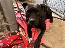 【待認養】混種犬 狗 (女生) - 新竹市動物保護教育園區