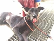 【待認養】混種犬 狗 (男生) - 新北市新店區公立動物之家