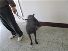 【待認養】混種犬 狗 (男生) - 桃園市動物保護教育園區