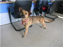 【待認養】混種犬 狗 (女生) - 南投縣公立動物收容所