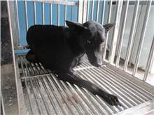 【待認養】混種犬 狗 (男生) - 南投縣公立動物收容所