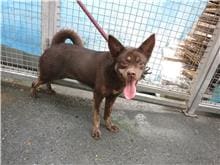 【待認養】混種犬 狗 (女生) - 南投縣公立動物收容所