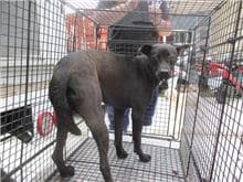 【待認養】混種犬 狗 (女生) - 桃園市動物保護教育園區