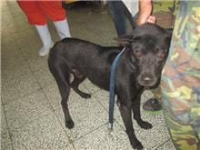 【待認養】混種犬 狗 (男生) - 桃園市動物保護教育園區