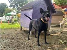 【待認養】混種犬 狗 (女生) - 臺南市動物之家善化站