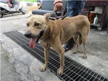 【待認養】混種犬 狗 (男生) - 南投縣公立動物收容所