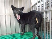 【待認養】混種犬 狗 (男生) - 南投縣公立動物收容所