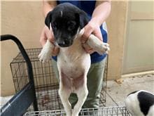 【待認養】混種犬 狗 (男生) - 新竹市動物保護教育園區