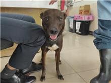 【待認養】混種犬 狗 (女生) - 臺北市動物之家