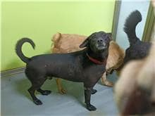 【待認養】混種犬 狗 (男生) - 臺北市動物之家