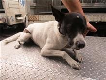 【待認養】混種犬 狗 (男生) - 南投縣公立動物收容所