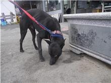 【待認養】混種犬 狗 (男生) - 新北市板橋區公立動物之家