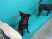 【待認養】混種犬 狗 (女生) - 新竹市動物保護教育園區