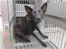 【待認養】混種犬 狗 (女生) - 桃園市動物保護教育園區