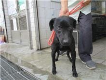 【待認養】混種犬 狗 (男生) - 南投縣公立動物收容所