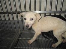 【待認養】混種犬 狗 (男生) - 桃園市動物保護教育園區