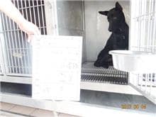 【待認養】混種犬 狗 (男生) - 雲林縣流浪動物收容所