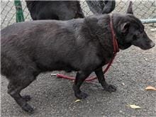 【待認養】混種犬 狗 (男生) - 臺北市動物之家