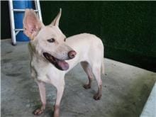 【待認養】混種犬 狗 (女生) - 南投縣公立動物收容所