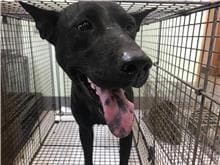 【待認養】混種犬 狗 (男生) - 金門縣動物收容中心