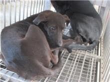 【待認養】混種犬 狗 (女生) - 桃園市動物保護教育園區