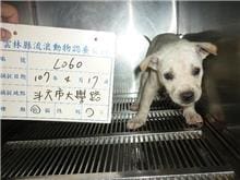 【待認養】混種犬 狗 (男生) - 雲林縣流浪動物收容所