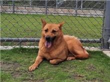 【待認養】混種犬 狗 (女生) - 新竹市動物保護教育園區