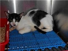 【待認養】混種貓 貓 (女生) - 桃園市動物保護教育園區