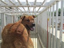 【待認養】混種犬 狗 (男生) - 桃園市動物保護教育園區