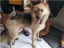 【待認養】混種犬 狗 (男生) - 澎湖縣流浪動物收容中心