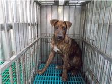 【待認養】混種犬 狗 (男生) - 南投縣公立動物收容所