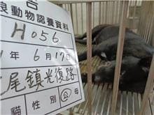 【待認養】混種犬 狗 (男生) - 雲林縣流浪動物收容所