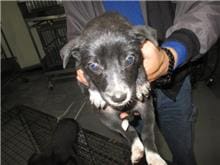 【待認養】混種犬 狗 (女生) - 桃園市動物保護教育園區