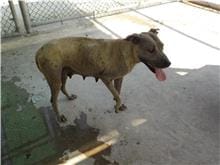 【待認養】混種犬 狗 (女生) - 南投縣公立動物收容所