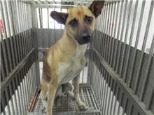 【待認養】混種犬 狗 (女生) - 桃園市動物保護教育園區