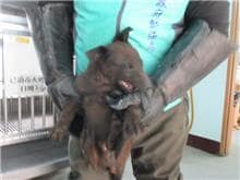 【待認養】混種犬 狗 (男生) - 桃園市動物保護教育園區