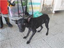 【待認養】混種犬 狗 (女生) - 桃園市動物保護教育園區