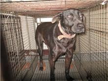 【待認養】混種犬 狗 (男生) - 桃園市動物保護教育園區