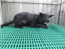 【待認養】混種犬 狗 (男生) - 南投縣公立動物收容所