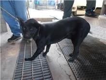 【待認養】混種犬 狗 (女生) - 南投縣公立動物收容所