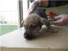 【待認養】混種犬 狗 (男生) - 新竹市動物保護教育園區