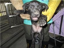 【待認養】混種犬 狗 (女生) - 桃園市動物保護教育園區