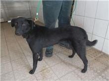 【待認養】混種犬 狗 (女生) - 南投縣公立動物收容所