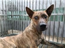 【待認養】混種犬 狗 (男生) - 新北市板橋區公立動物之家