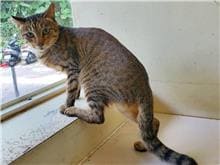 【待認養】混種貓 貓 (女生) - 臺北市動物之家