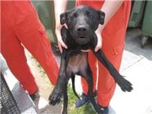 【待認養】混種犬 狗 (女生) - 桃園市動物保護教育園區