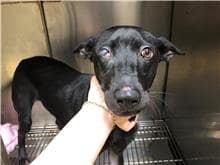 【待認養】混種犬 狗 (女生) - 臺北市動物之家